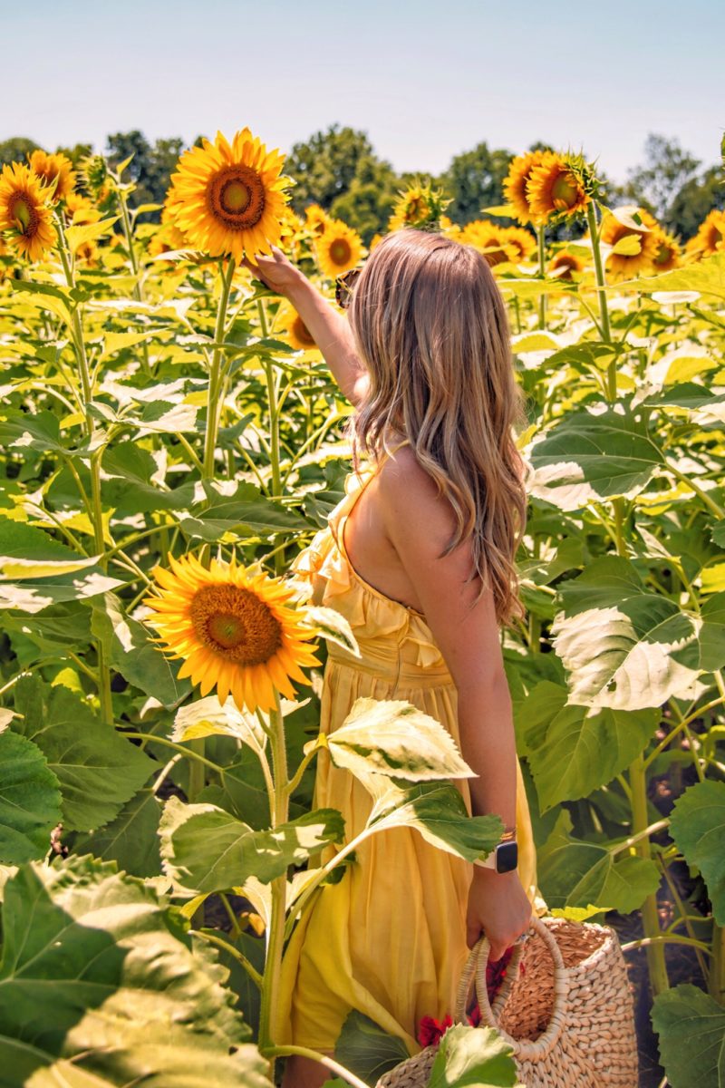 sunflower field illinois